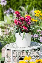 Celosia argentea 'Hot Topic'® - Hahnenkamm 'Hot Topic'® Celosia argentea 'Hot Topic'® - Hahnenkamm 'Hot Topic'®