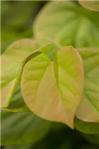 Cercis canadensis 'Cascading Hearts' - Kanadischer Judasbaum 'Cascading Hearts' Cercis canadensis 'Cascading Hearts' - Kanadischer Judasbaum 'Cascading Hearts'