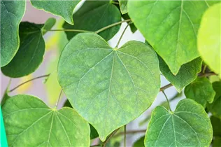 Cercis canadensis 'Cascading Hearts' - Kanadischer Judasbaum 'Cascading Hearts' Cercis canadensis 'Cascading Hearts' - Kanadischer Judasbaum 'Cascading Hearts'