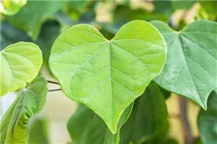Cercis canadensis 'Cascading Hearts' - Kanadischer Judasbaum 'Cascading Hearts' Cercis canadensis 'Cascading Hearts' - Kanadischer Judasbaum 'Cascading Hearts'