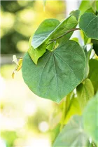 Cercis canadensis 'Cascading Hearts' - Kanadischer Judasbaum 'Cascading Hearts' Cercis canadensis 'Cascading Hearts' - Kanadischer Judasbaum 'Cascading Hearts'