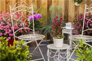 Celosia argentea var. cristata - Silber-Brandschopf Celosia argentea var. cristata - Silber-Brandschopf