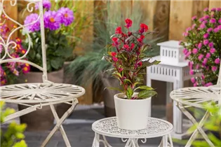 Celosia argentea var. cristata - Silber-Brandschopf Celosia argentea var. cristata - Silber-Brandschopf