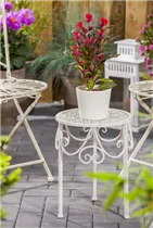 Celosia argentea var. cristata - Silber-Brandschopf Celosia argentea var. cristata - Silber-Brandschopf