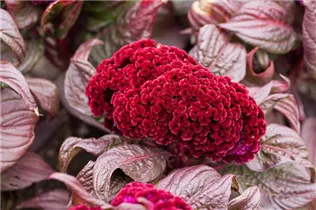 Celosia argentea var. cristata - Silber-Brandschopf Celosia argentea var. cristata - Silber-Brandschopf