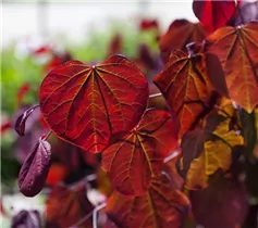 Cercis canadensis 'Ace of Hearts'(s) - Judasbaum 'Ace of Hearts'(s)