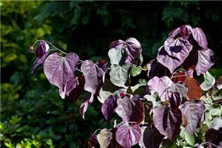 Cercis canadensis 'Ace of Hearts'(s) - Judasbaum 'Ace of Hearts'(s)