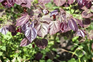 Cercis canadensis 'Ace of Hearts'(s) - Judasbaum 'Ace of Hearts'(s)