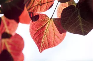 Cercis canadensis 'Ace of Hearts'(s) - Judasbaum 'Ace of Hearts'(s)