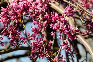 Cercis canadensis 'Lavender Twist'® - Hänge-Judasbaum 'Lavender Twist'® Cercis canadensis 'Lavender Twist'® - Hänge-Judasbaum 'Lavender Twist'®