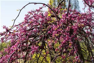 Cercis canadensis 'Lavender Twist'® - Hänge-Judasbaum 'Lavender Twist'® Cercis canadensis 'Lavender Twist'® - Hänge-Judasbaum 'Lavender Twist'®