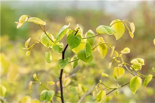 Cercis canadensis 'Lavender Twist'® - Hänge-Judasbaum 'Lavender Twist'® Cercis canadensis 'Lavender Twist'® - Hänge-Judasbaum 'Lavender Twist'®