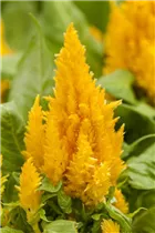 Celosia argentea var. plumosa 'First Flame' - Celosia argentea var. plumosa 'First Flame'