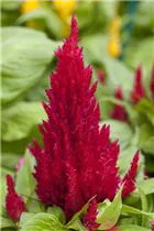 Celosia argentea var. plumosa 'First Flame' - Celosia argentea var. plumosa 'First Flame'