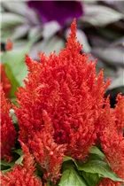 Celosia argentea var. plumosa 'First Flame' - Celosia argentea var. plumosa 'First Flame'