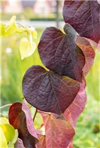 Cercis canadensis 'Ruby Falls' - Kanadischer Judasbaum 'Ruby Falls'