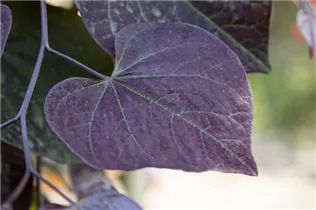 Cercis canadensis 'Ruby Falls' - Kanadischer Judasbaum 'Ruby Falls'