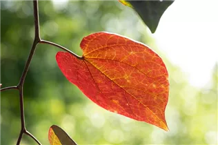 Cercis canadensis 'Ruby Falls' - Kanadischer Judasbaum 'Ruby Falls'