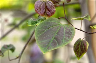 Cercis canadensis 'Ruby Falls' - Kanadischer Judasbaum 'Ruby Falls'