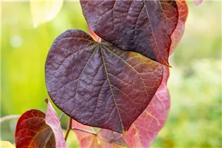 Cercis canadensis 'Ruby Falls' - Kanadischer Judasbaum 'Ruby Falls'