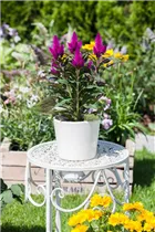 Celosia argentea var. plumosa 'Venezuela' - Silber-Brandschopf 'Venezuela' Celosia argentea var. plumosa 'Venezuela' - Silber-Brandschopf 'Venezuela'