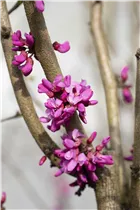 Cercis chinensis 'Avondale' - Judasbaum 'Avondale' Cercis chinensis 'Avondale' - Judasbaum 'Avondale'