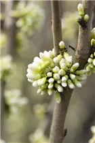 Cercis chinensis 'Shirobana' - Judasbaum 'Shirobana' Cercis chinensis 'Shirobana' - Judasbaum 'Shirobana'