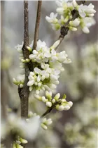 Cercis chinensis 'Shirobana' - Judasbaum 'Shirobana' Cercis chinensis 'Shirobana' - Judasbaum 'Shirobana'