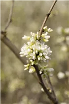 Cercis chinensis 'Shirobana' - Judasbaum 'Shirobana' Cercis chinensis 'Shirobana' - Judasbaum 'Shirobana'