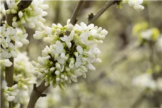 Cercis chinensis 'Shirobana' - Judasbaum 'Shirobana' Cercis chinensis 'Shirobana' - Judasbaum 'Shirobana'