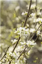 Cercis chinensis 'Shirobana' - Judasbaum 'Shirobana' Cercis chinensis 'Shirobana' - Judasbaum 'Shirobana'