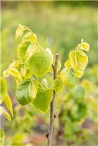 Cercis chinensis 'Shirobana' - Judasbaum 'Shirobana' Cercis chinensis 'Shirobana' - Judasbaum 'Shirobana'