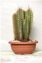 Cereus - Cereus Cereus - Cereus