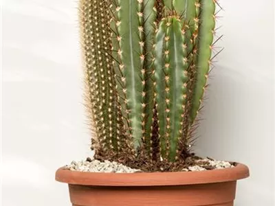 Cereus - Cereus Cereus - Cereus