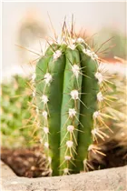 Cereus - Cereus Cereus - Cereus