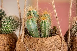 Cereus - Cereus Cereus - Cereus
