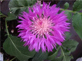Centaurea hypoleuca 'John Coutts' - Weißfilzige Garten-Flockenblume 'John Coutts'