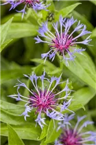 Centaurea montana - Berg-Flockenblume Centaurea montana - Berg-Flockenblume