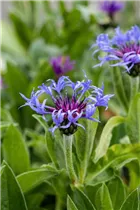 Centaurea montana - Berg-Flockenblume Centaurea montana - Berg-Flockenblume