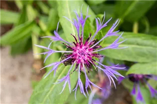 Centaurea montana - Berg-Flockenblume Centaurea montana - Berg-Flockenblume