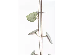 Ceropegia linearis subsp. woodii - Leuchterblume Ceropegia linearis subsp. woodii - Leuchterblume