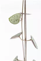 Ceropegia linearis subsp. woodii - Leuchterblume Ceropegia linearis subsp. woodii - Leuchterblume