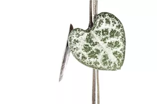 Ceropegia linearis subsp. woodii - Leuchterblume Ceropegia linearis subsp. woodii - Leuchterblume