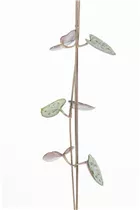 Ceropegia linearis subsp. woodii - Leuchterblume Ceropegia linearis subsp. woodii - Leuchterblume