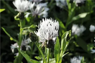 Centaurea montana 'Alba' - Weiße Berg-Flockenblume 'Alba'