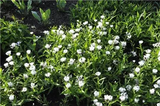 Centaurea montana 'Alba' - Weiße Berg-Flockenblume 'Alba'