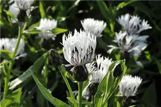 Centaurea montana 'Alba' - Weiße Berg-Flockenblume 'Alba'