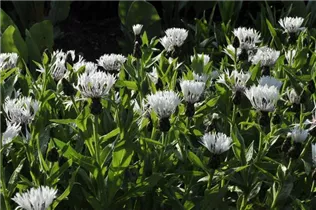 Centaurea montana 'Alba' - Weiße Berg-Flockenblume 'Alba'