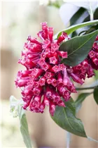 Cestrum elegans - Roter Hammerstrauch
