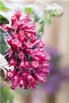 Cestrum elegans - Roter Hammerstrauch